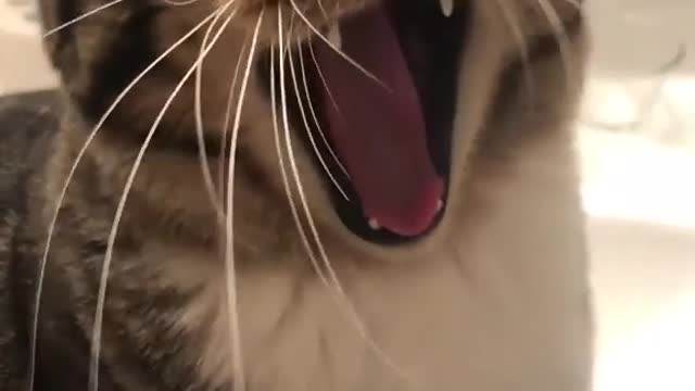 cat making funny sound