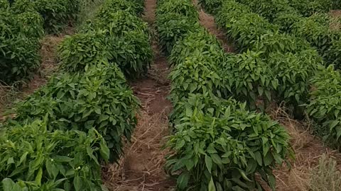 agriculture in morocco