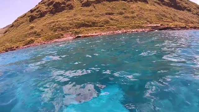 Encounter Dolphins Group Fun Time Swim Near Hawaii island