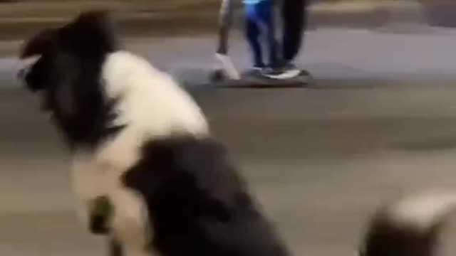 Watch this funny and smart dog