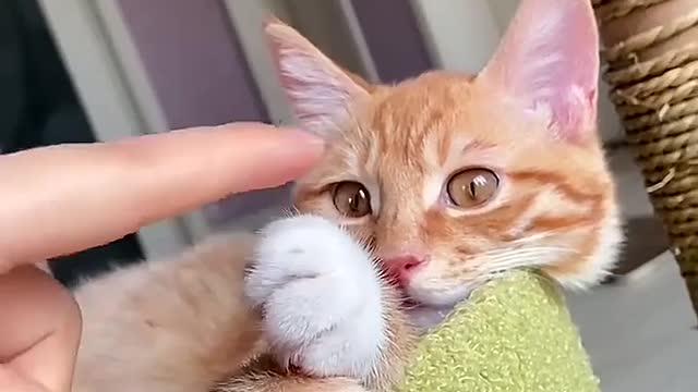 Lying on the smell sweet