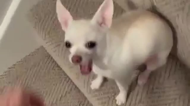 Funny cute dogy