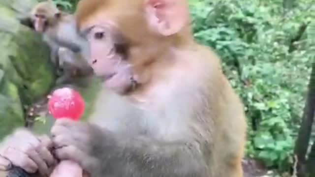 monkeys acting like humans baby by feeding lollipop