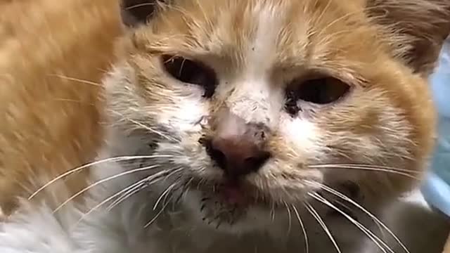 not a healthy street cat