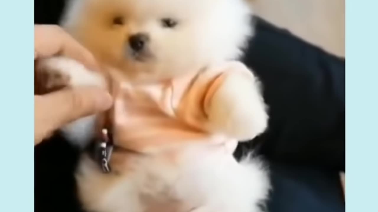 funny baby dogs cute baby dogs baby animal videos