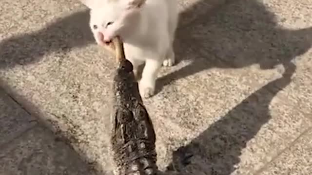 Cat wants to eat fish