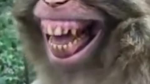 Funny ,Monkey,Enjoying