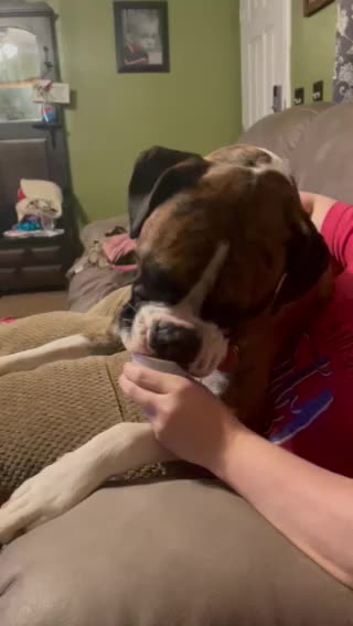 Bentley the Boxers birthday