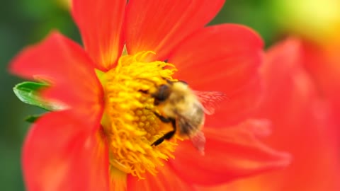 Bee pollinating an orange flower