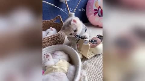 Hilarious Animals Video