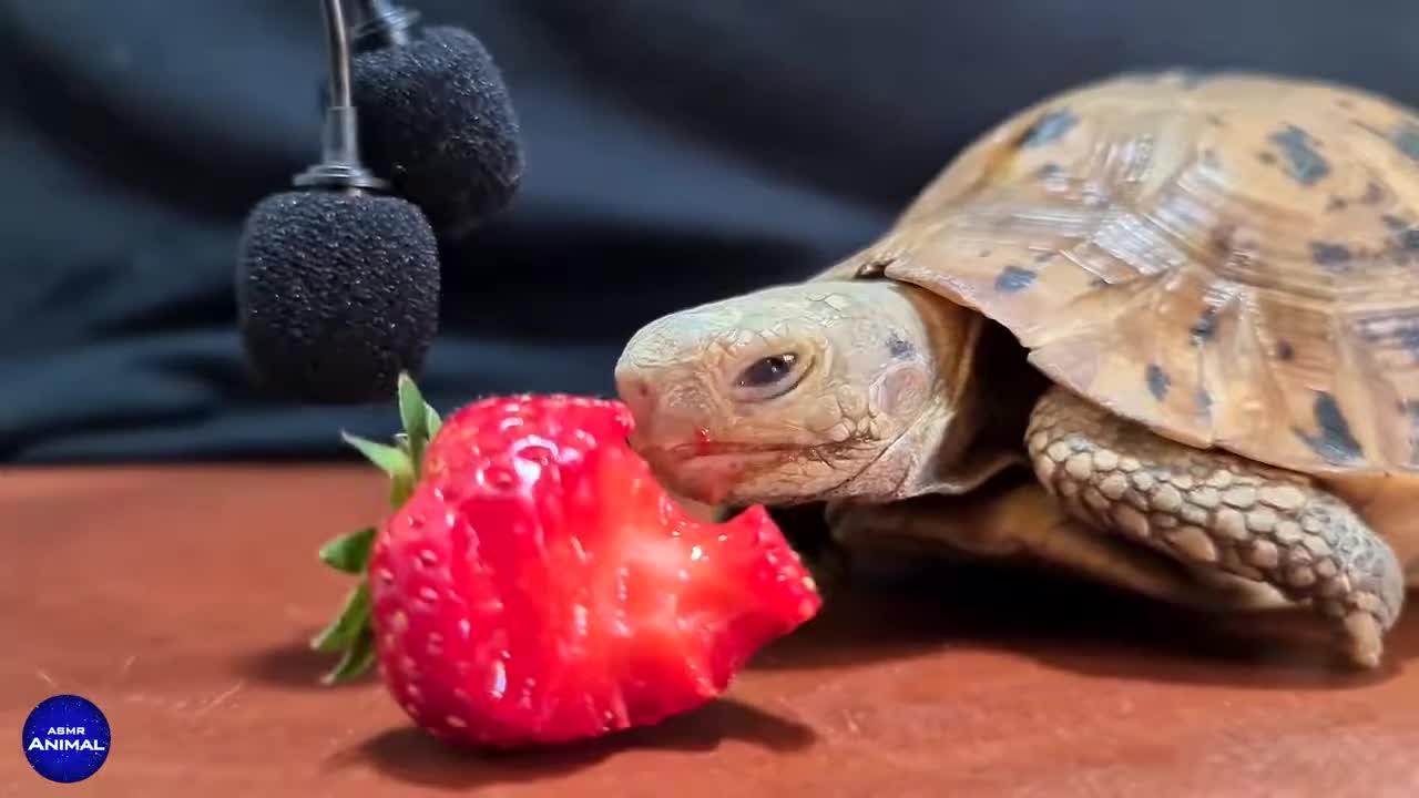 ASMR | Cute Little Turtle Eating Strawberry