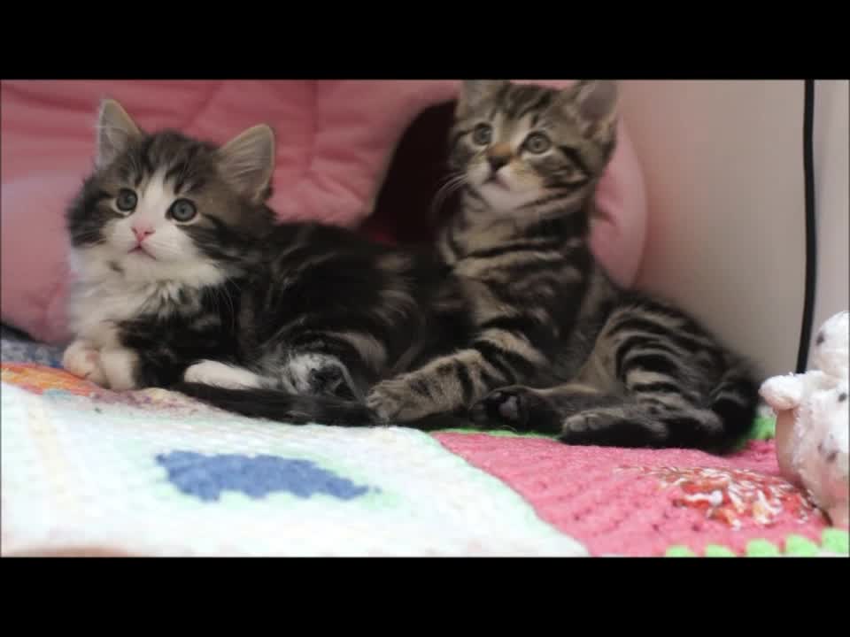 2 very cute kittens