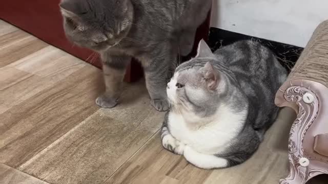 The cat went home very carefully for fear that his wife would beat him