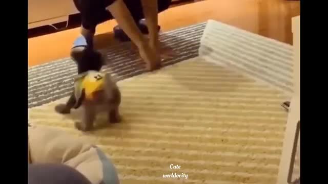 To These animals Compilation_Cuteworldocity