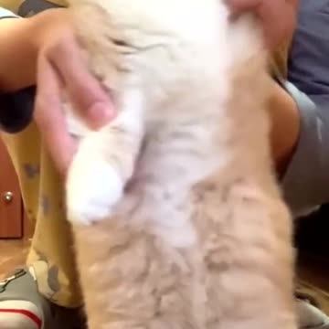 A cat who loves to dance 💃