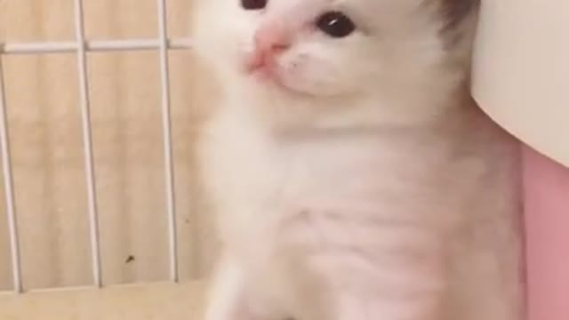 Fluffy cat, when someone tries to take away your peace