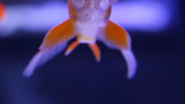 Golden fish watching the owner for Food