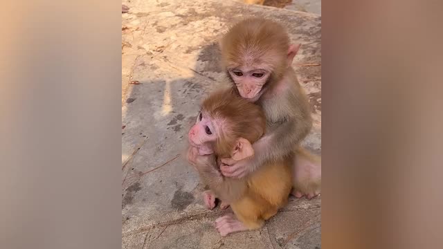 This little monkey is very happy when playing with his friends 🐒