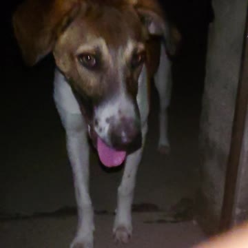 Afghan kuchi with terrifaying eyes