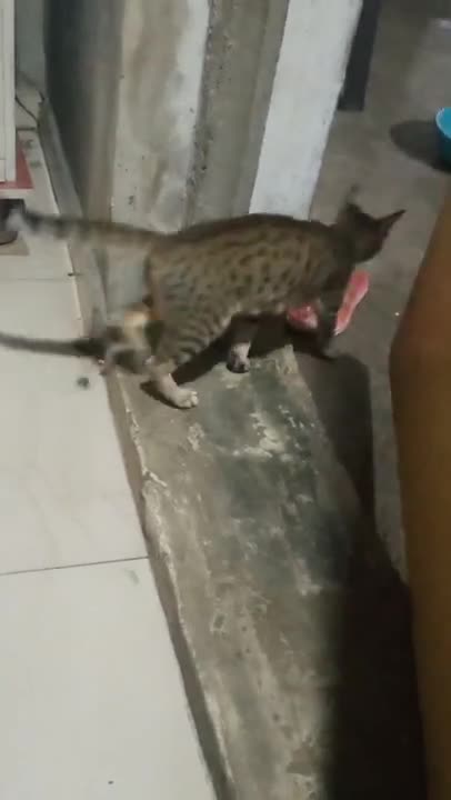 cute little cat open the door makes you laugh!