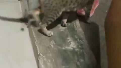 cute little cat open the door makes you laugh!