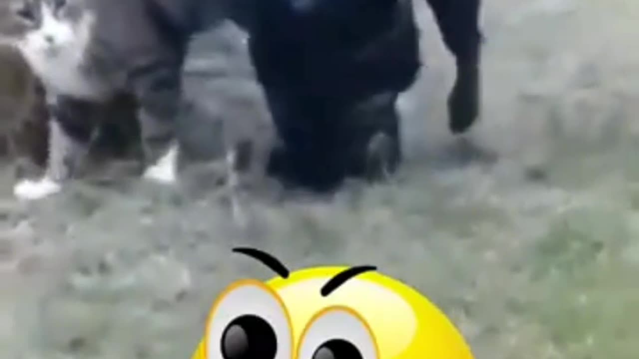 Funny Animal