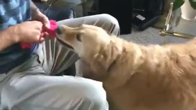 Pink toy mouth golden retriever man