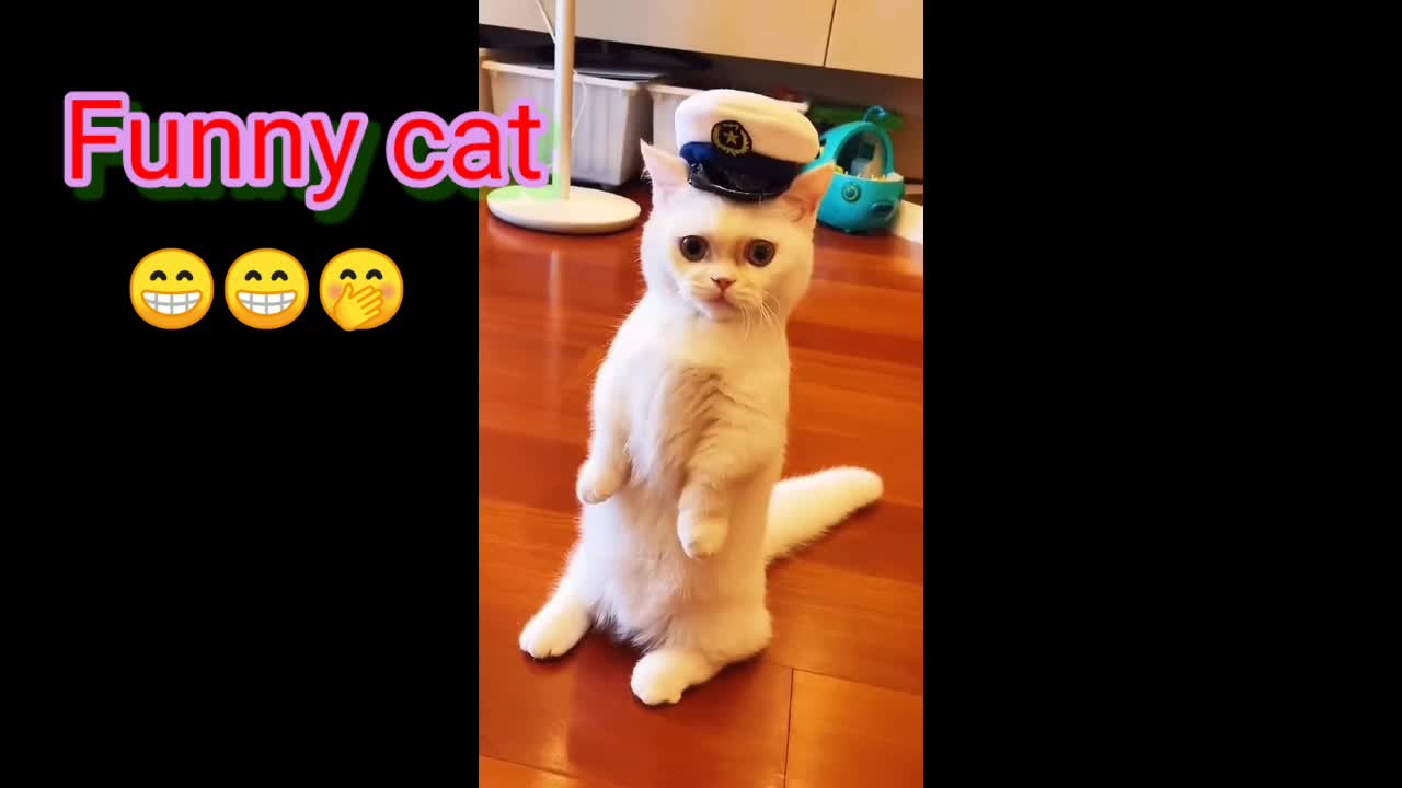 Funny Cat - see more... they is Very make me laught