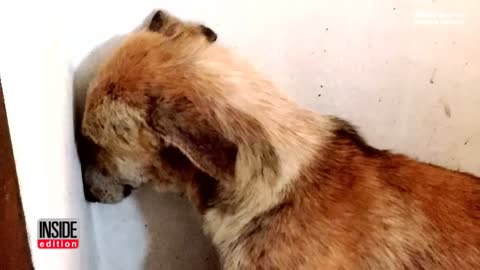 Abused Dog Stares at the Wall After being rescued