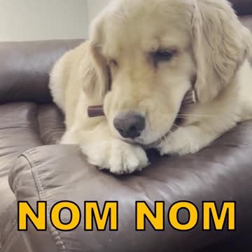 Golden Retriever LOVING This (PUTRID SMELLING) Bully Stick #shortsviral #dogshorts #goldenretriever