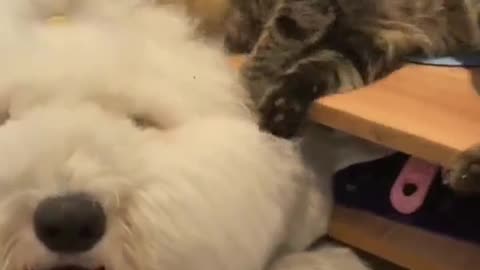 BEST BUDDIES! CAT MAKING FUN OF HIS DOG FRIEND.