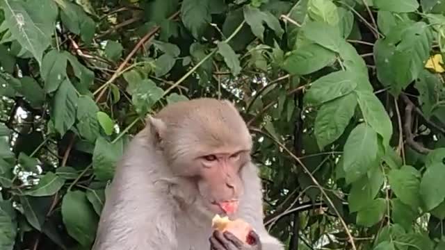 Best #animals monkey short rumblevideo