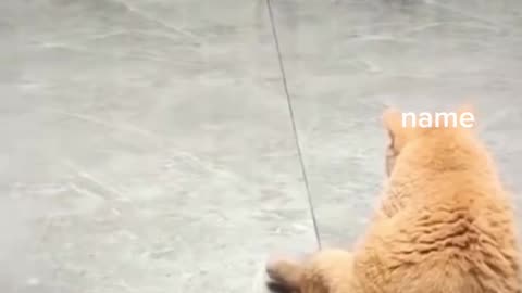 Funny pet video 2024