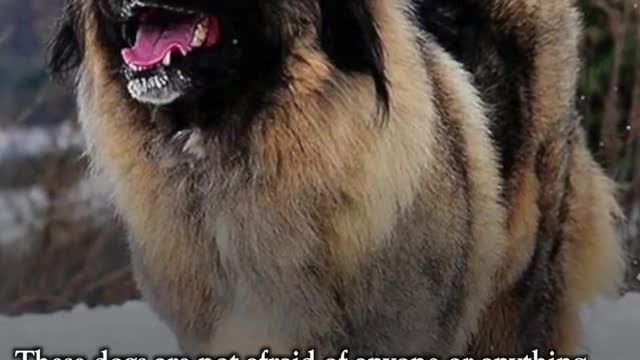 10 Dogs breeds Wild Animal Are Scared of, They Are Fearless To Wild Animal.