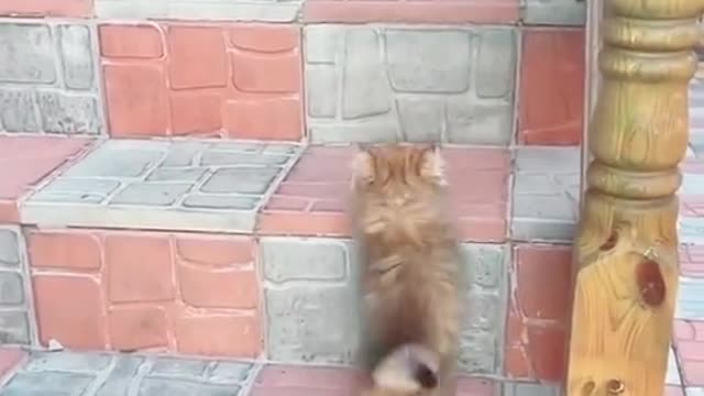 Beautiful cat kitten playing with each other