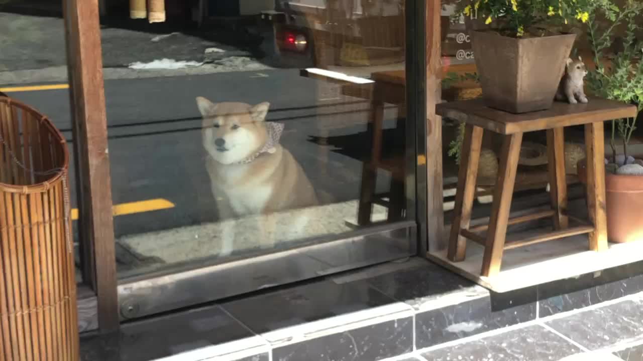 Dog in the door.