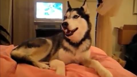 Top 10 Funny and Cute Dog Videos