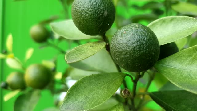 Orange fruit tree in the garden