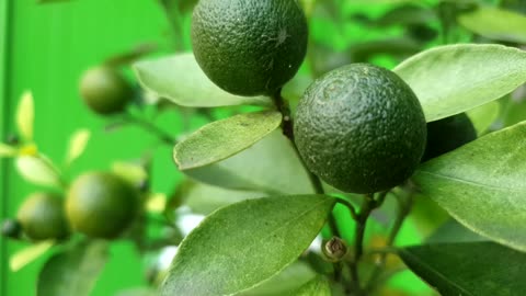 Orange fruit tree in the garden