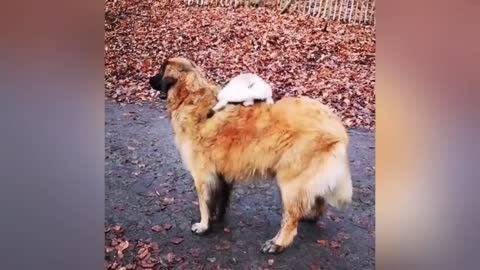 The Friendship Between Puppies and Ducks is So Adorable