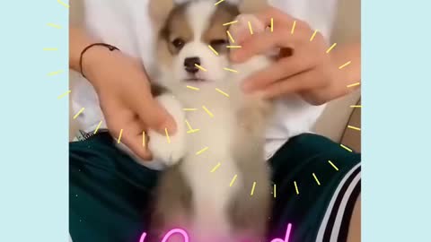 Cute Pets