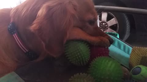 Huge golden retriever docking 3 balls