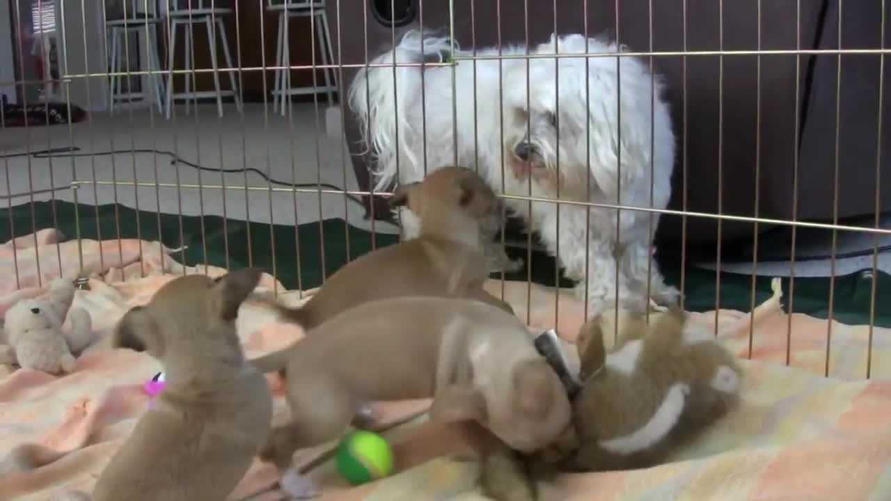 Chihuahua Puppies First Day Home!