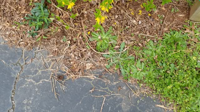 Spring is busting out