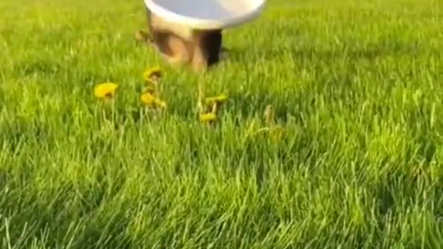 Funny animals video shows, #funny, #funnyanimalvideo