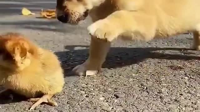 Puppy bullies baby bird