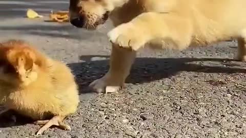 Puppy bullies baby bird