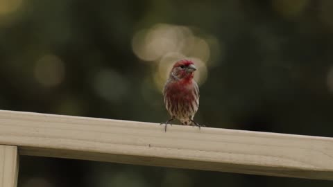 The beauty of the bird stood