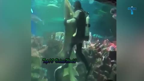 Fish and human dance