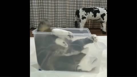Funniest Cats and Dogs – Awesome Funny Animals (2022)